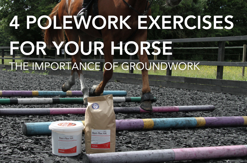 4 Pole Work Exercises for Your Horse: The Importance of Groundwork | Equine Science Matters™